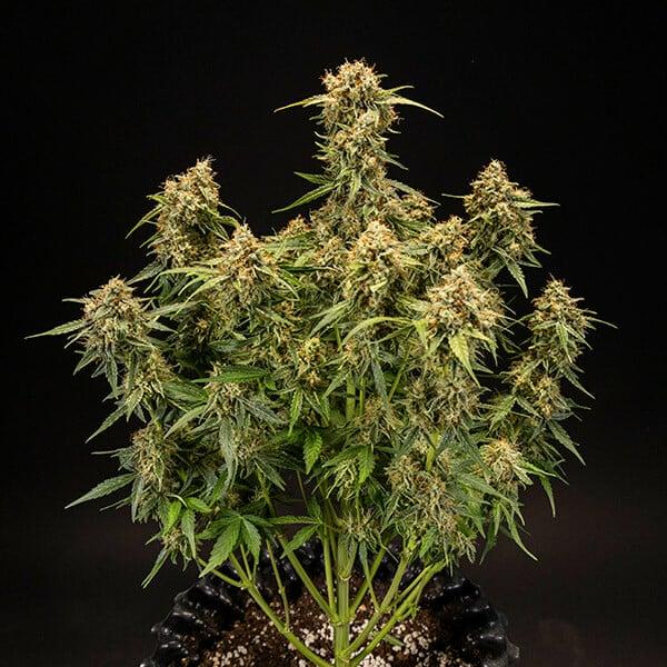 Samen 3x Medusa F1 Automatik Royalqueenseeds